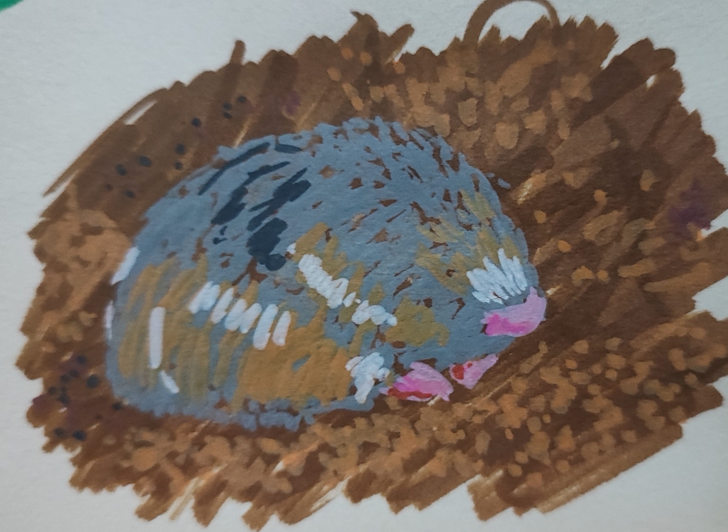 This was supposed to be a drawing of a newly rediscovered blind mole, but it is too abstract.